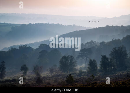 Eine Ferne Herde Gänse fliegen über die nebligen Wald Landschaft des Exmoor National Park. Stockfoto