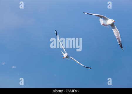 Zwei Möwen fliegen gemeinsam in den klaren blauen Himmel Stockfoto