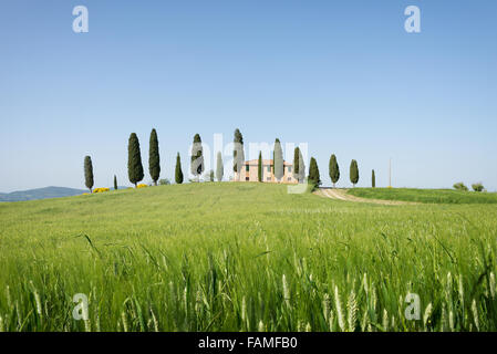 Ein Bauernhaus in der Toskana auf einem Hügel mit Zypressen und ein grünes Feld mit jungen Weizen ernten in Pienza, Val d ' Orcia, Italien. Stockfoto