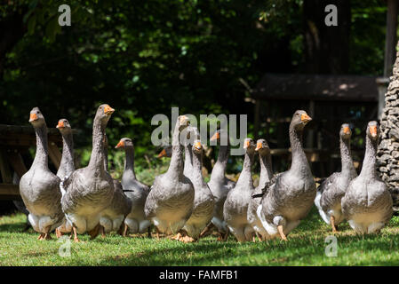 Graue Stopfleber Gänse von einem niedrigen Standpunkt auf einer Gans-Farm in der Nähe von Sarlat-la-Canéda im Périgord, Dordogne Region, Frankreich. Stockfoto