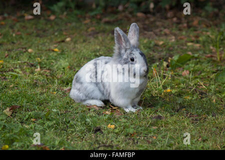 Kaninchen Stockfoto