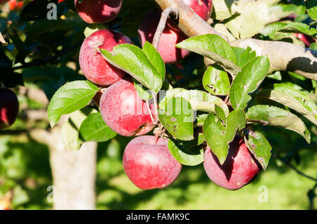 Äpfel der spartanischen Sorte wächst auf einem Baum. Stockfoto