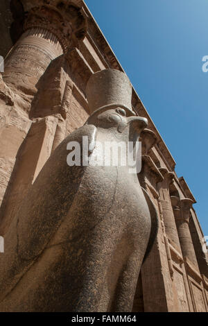 Ein Falke Granit Statue des Horus in der Säulenhalle, in den Tempel von Edfu am Westufer des Nils in der Stadt Edfu, die in der griechisch-römischen Zeit als Apollonopolis Magna bekannt wurde entfernt, nachdem der Oberste Gott Horus-Apollo. Der Tempel, zu dem Falkengott Horus geweiht war, wurde in der Ptolemäischen Periode zwischen 237 und 57 v. Chr. gebaut. Ägypten Stockfoto