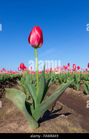 Eine rote Tulpe-Pflanze mit einer Blüte hebt sich von den Rest auf einer Farm in Oregon mit einem blauen Himmelshintergrund. Stockfoto