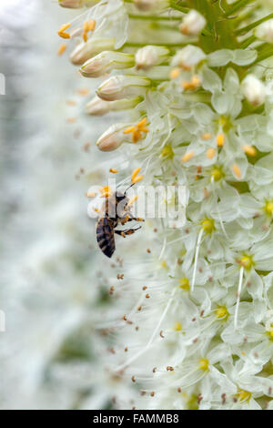 Eremurus himalaicus, Wüste Kerze weiß Stockfoto