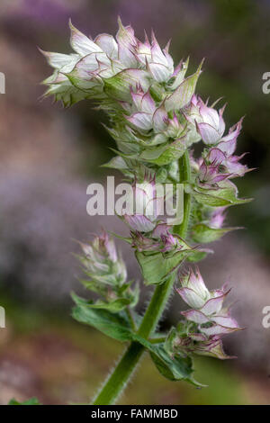 Salvia Sclarea, Salbei oder Salbei blühen Stockfoto