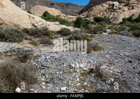 Red Rock Canyon, Nevada.  Agave braten Grube auf Weg nach Calico Tanks. Stockfoto