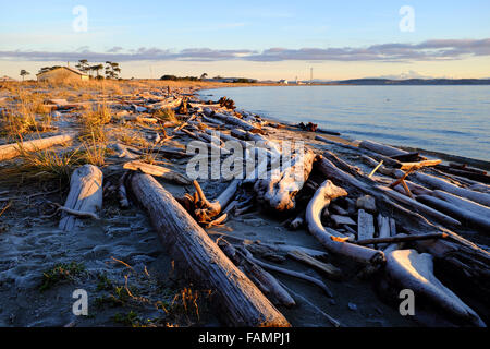 Treibholz am Strand bei Sonnenaufgang mit Wilson Leuchtturm und Mount Baker in Ferne Fort Worden State Park, Port Townsend, W Stockfoto