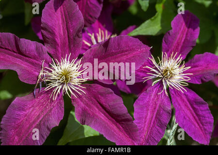 Clematis 'Niobe' purple Clematis Garten Stockfoto