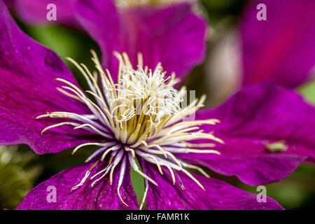 Clematis 'Niobe' Burgund Farbe Blumen Stockfoto