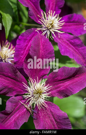 Clematis 'Niobe' Burgund Farbe Blumen Stockfoto