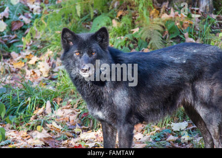 Schwarzen Timber Wolf im herbstlichen Wald Stockfoto