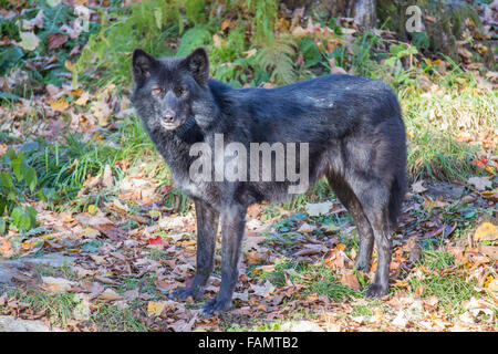 Schwarzen Timber Wolf im herbstlichen Wald Stockfoto