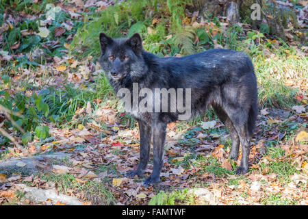Schwarzen Timber Wolf im herbstlichen Wald Stockfoto