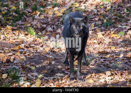 Schwarzen Timber Wolf im herbstlichen Wald Stockfoto