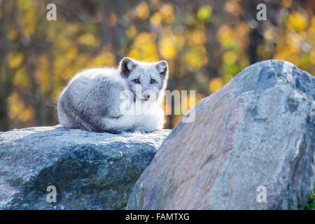 Polarfuchs (Vulpes Lagopus) im goldenen Herbst-Licht Stockfoto