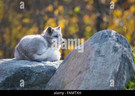 Polarfuchs (Vulpes Lagopus) im goldenen Herbst-Licht Stockfoto