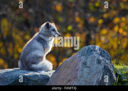 Polarfuchs (Vulpes Lagopus) im goldenen Herbst-Licht Stockfoto