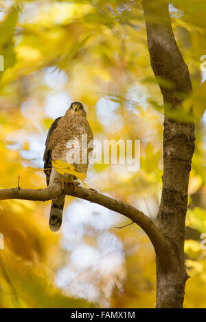 Cooper der Habicht (Accipiter Cooperii) im goldenen Herbst-Licht Stockfoto