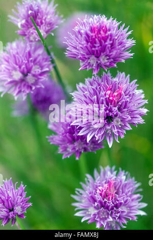 Allium Schoenoprasum Knoblauch Schnittlauch, chinesischer Schnittlauch Stockfoto