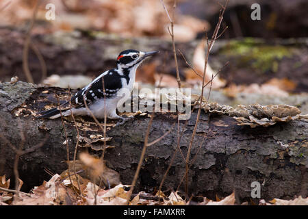 Männliche behaarte Specht (Picoides Villosus) im winter Stockfoto