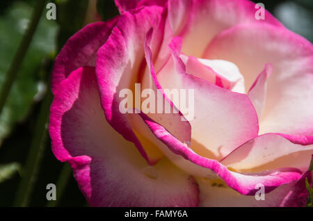 Ein zweifarbiger Händels Kletterrose, zeigen die weißen Blütenblätter, eingefasst in ein tiefes Rosa hautnah und Wassertropfen. Stockfoto