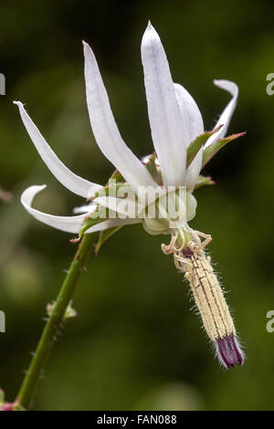 Michauxia tchihatcheffii Catherine Rad Nahaufnahme Blume blüht Stockfoto