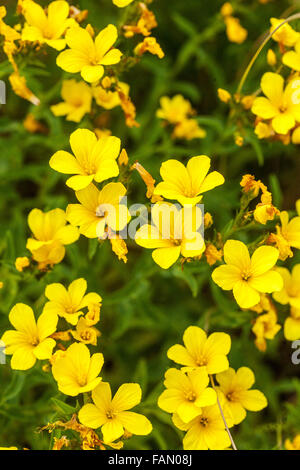 Linum dolomiticum Goldener Flachs Stockfoto