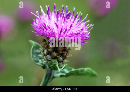 Centaurea nigrescens Ramosa blühenden Stockfoto