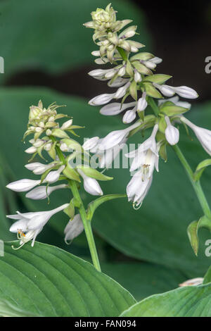 Hosta Blooming, Pflanzen für schattige Teile des Gartens Stockfoto