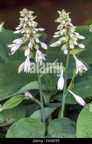 Hosta Blooming, Pflanzen für schattige Teile des Gartens Stockfoto