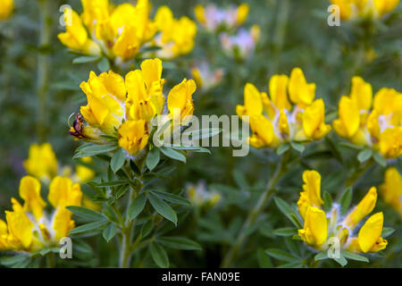 Cytisus ruthenicus, Chamaecytisus ruthenicus gelbe Frühlingsgartenpflanze Stockfoto