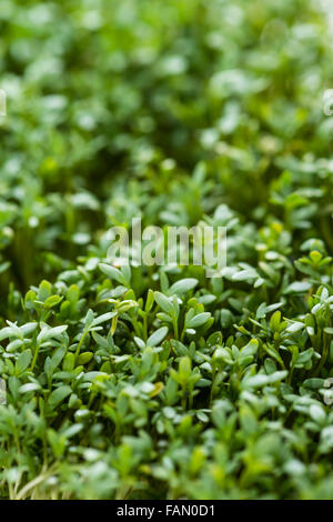 Kresse Nahaufnahme Schuss für den Einsatz als Hintergrundbild oder als Textur Stockfoto