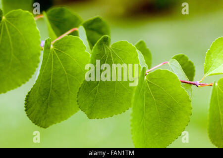 Cercidiphyllum Japonicum, verlässt Katsura-Baum Stockfoto