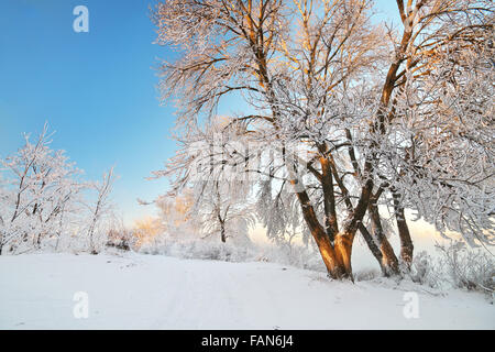 Rime auf Bäumen. Natur-Komposition. Stockfoto