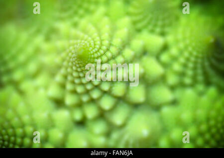 Abstrakte Muster der Spirale. Natur Makro Zusammensetzung. Flache Schärfentiefe. Stockfoto