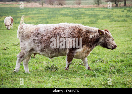 Englische Longhorn-Rinder auf einer Wiese Stockfoto