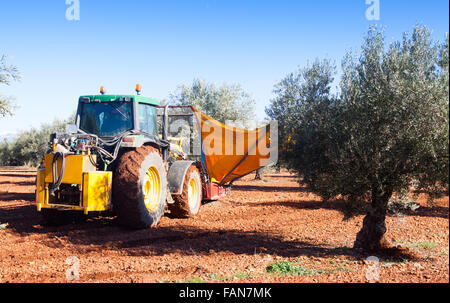 Mechanisierte Sammlung von Oliven in Spanien Stockfoto