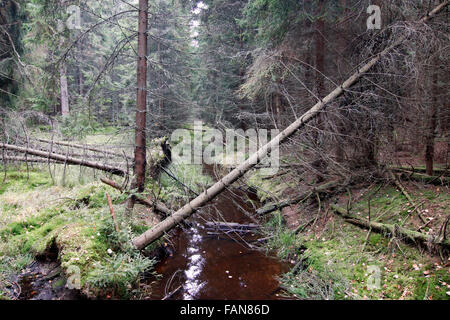 Wald im Naturschutzgebiet Kladska Torf, Tschechische Republik Stockfoto