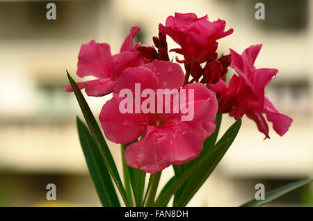 Nahaufnahme der Kanher Blumen. Auch bekannt als Nerium Indicum oder indischen Oleander, Pune, Maharashtra, Indien Stockfoto