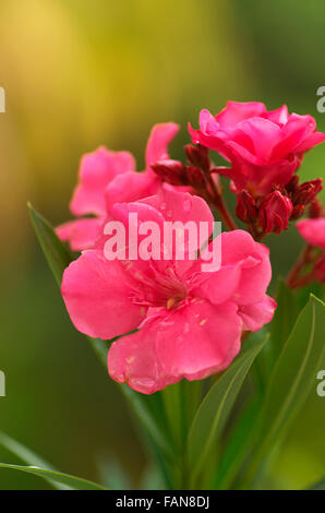 Nahaufnahme der Kanher Blumen. Auch bekannt als Nerium Indicum oder indischen Oleander, Pune, Maharashtra, Indien Stockfoto