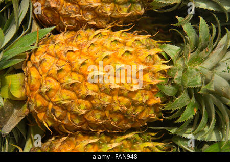 Nahaufnahme von Ananas, Pune, Maharashtra, Indien Stockfoto