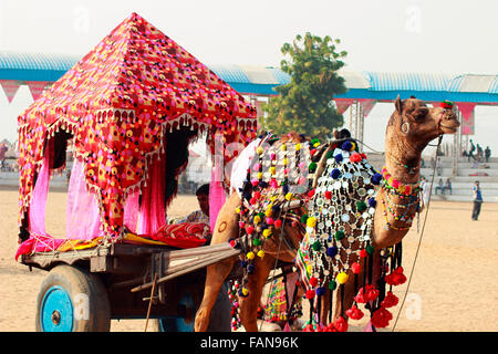 Kamel Wagen, ein beliebtes Transportmittel in Rajasthan, Indien Stockfoto