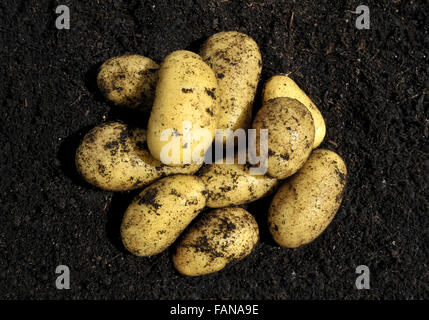 Frisch gelüftet Charlotte wachsartige Salat verschiedene neue Kartoffeln Kompost. Stockfoto