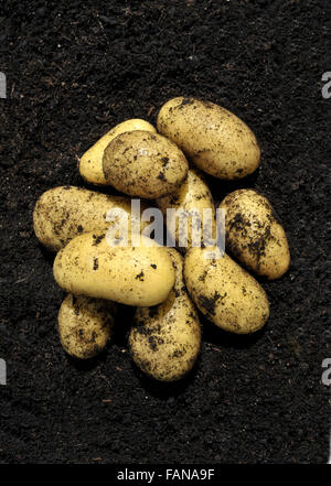 Frisch gepflückt Charlotte neue Salat Kartoffeln Kompost. Stockfoto