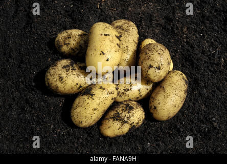 Frisch gepflückt Charlotte Salat Frühkartoffeln. Stockfoto