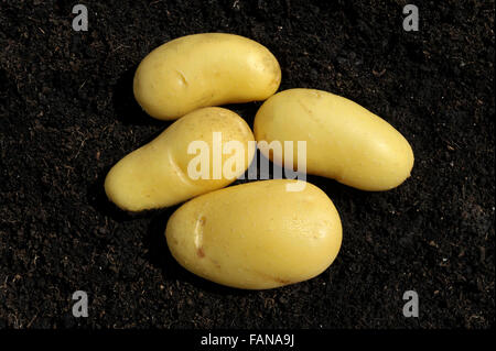 Frisch gepflückt und gewaschen Charlotte neue Salat Kartoffeln Kompost. Stockfoto