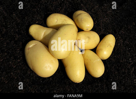 Frisch gepflückt und gewaschen Charlotte Salat Frühkartoffeln. Stockfoto