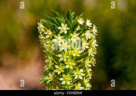 Pallidiflora eucomis Pole-Evansii, riesige Ananas Lily Blumen Stockfoto