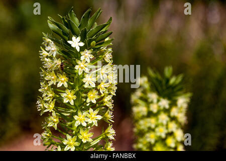 Pallidiflora eucomis Pole-Evansii, riesige Ananas Lily Blumen Stockfoto